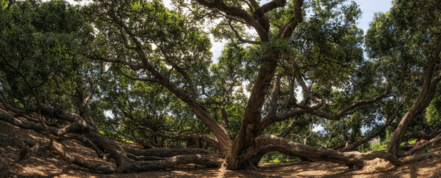 Pohutukawa-Baum im Robinson Park in Neuseeland mit sichtbaren Wurzeln, Sinnbild für die kulturellen Wurzeln der Rechte der Natur und die Verbindung zwischen Mensch und Natur