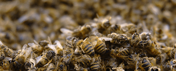 Tote Bienen verdeutlichen die Folgen unzureichenden Naturschutzrechts und die Kritik an der Ablehnung der Rechte der Natur