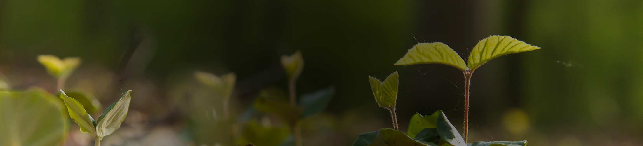 Frisch gepflanzte Jungbäume ragen zart aus dem Waldboden – noch klein, doch voller Leben und Zukunft. So wie unser Einsatz für die Rechte der Natur: Jeder Beitrag, jede Mitgliedschaft, jede Spende lässt etwas wachsen. Foto: jessicahyde, Getty Images