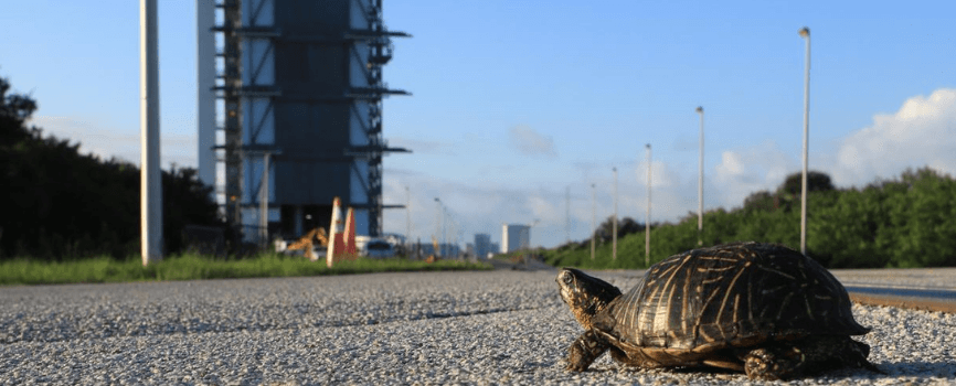 Eine Schildkröte bewegt sich in Richtung der Cape Canaveral Space Force Station, dem Startort der NASA Artemis II Mission. Quelle: NASA.