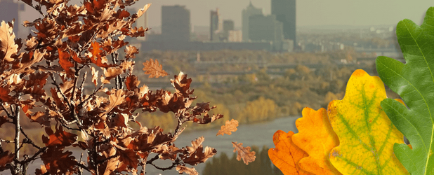 Collage mit Blick auf die Donau und einen Eichenbaum in Wien. Eichenblätter in Grün-, Gelb- und Brauntönen greifen den Wechsel der Jahreszeiten zur Tag-und-Nacht-Gleiche auf.