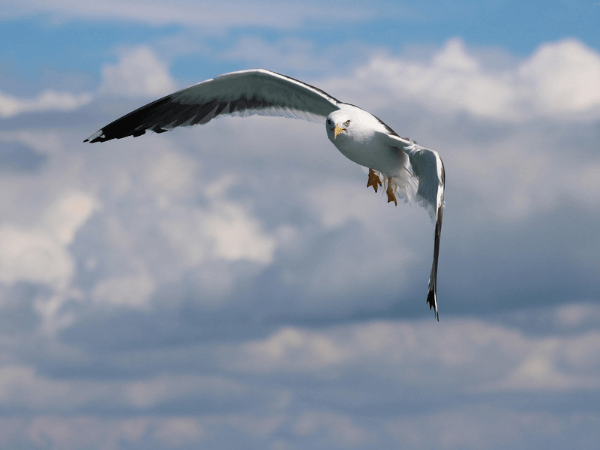 Ein Vogel fliegt vor hellem Himmel und visualisiert die breite Unterstützung in der Bevölkerung für starke Naturrechte und wirksamen Umweltschutz.