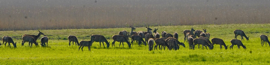 Offene Felder, sanfte Wiesen, weite Blicke – und mittendrin das wilde Leben: Tiere in ihrer natürlichen Umgebung, friedlich nebeneinander, frei von Zäunen und Zwängen. Hier ist die Natur nicht Kulisse, sondern Akteurin. So könnte es aussehen, wenn wir der