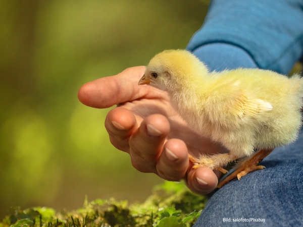 Ein Küken wird von einer Hand gehalten – Symbolbild für die juristischen Auseinandersetzungen über die Tötung von Tieren in der Massentierhaltung und die Frage, was als ‚vernünftiger Grund‘ gilt.