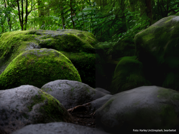 Moosbedeckter Stein im Wald, symbolisch als Naturmonument und Sinnbild eines „Parlaments der Natur". Foto: Harley Lin/Unsplash, bearbeitet