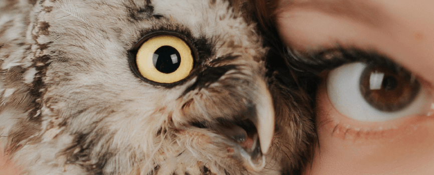 Symbolische Darstellung der Verbindung zwischen Mensch und Natur – Auge einer Eule und eines Menschen vereint, Sinnbild für Resonanz und Rechte der Natur.