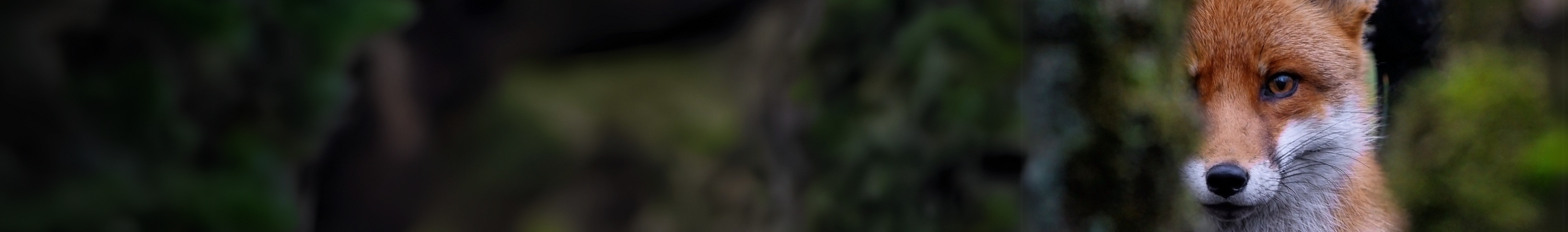 Wachsamer Blick – der Fuchs als Hüter der Balance Ein Fuchs schaut neugierig und aufmerksam in die Kamera. Sein klarer Blick und seine Präsenz im Bildausschnitt stehen sinnbildlich für Achtsamkeit, Intelligenz und das feine Gleichgewicht in der Natur. Foto: Pixabay