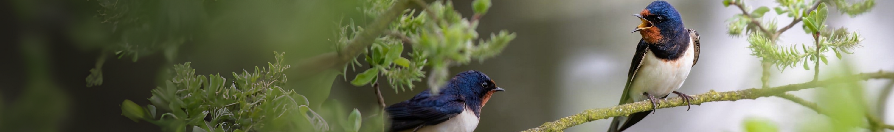 Zwei Vögel mit blauen Köpfen sitzen in den Ästen eines Baumes, scheinbar im Austausch. Der Hintergrund aus verschwommenen Blättern und Lichtpunkten unterstreicht die Leichtigkeit und Tiefe ihrer stummen Kommunikation – ein Bild für Verbindung, Miteinander