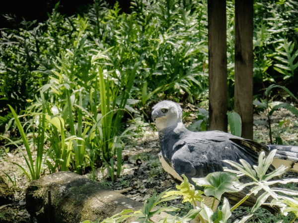 Großer Greifvogel in einem geschützten Waldgebiet in Panama, Lebensraum für bedrohte Arten und wichtige Ökosysteme.