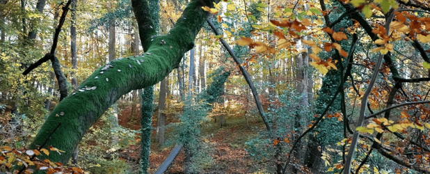 Ein Baum im Spätsommer, der sich harmonisch mit seiner Umgebung verbindet, symbolisiert das offene Netzwerktreffen des Netzwerks Rechte der Natur am Mittwoch, 24. September 2025, von 19:30 bis 21:00 Uhr, bei dem Austausch, Vernetzung und gemeinsame Ideen