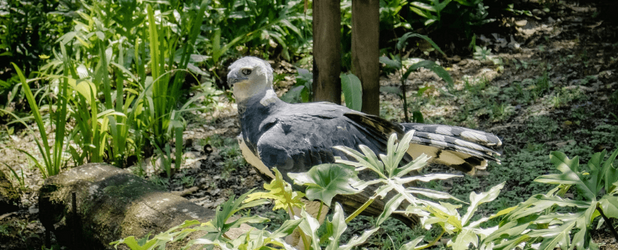 Harpyie steht am Boden in einem Naturreservat in Panama, umgeben von dichter tropischer Vegetation.