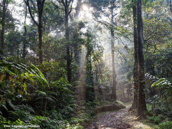 Üppiger, grüner Regenwald mit dichtem Blätterdach. Foto: Kanenori auf Pixabay