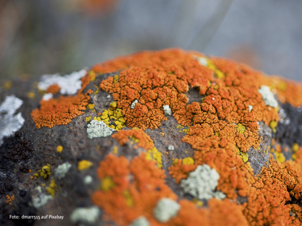Nahaufnahme einer Flechte, die symbolisch für gegenseitige Kollaboration und Symbiose steht. Foto:  dmarr515 auf Pixabay