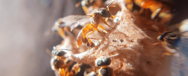 Stachellose Shinkenka-Biene (Tetragonisca angustula). In Peru werden diese Bienen als Rechtssubjekte anerkannt, mit Rechten auf Existenz, Schutz und Regeneration.