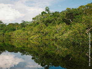 GARN auf der COP 16: Erklärung der Rechte des Amazonas Der Amazonasfluss spiegelt sich im Wasser wider, umgeben von der reichen und vielfältigen Natur.