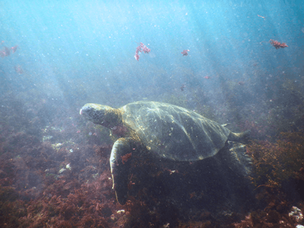 Meeresschildkröte schwimmt unter Wasser vor den Galapagos-Inseln. Sonnenlicht fällt durch das Wasser und beleuchtet die Szene sanft. (Foto: Cristian Cray)