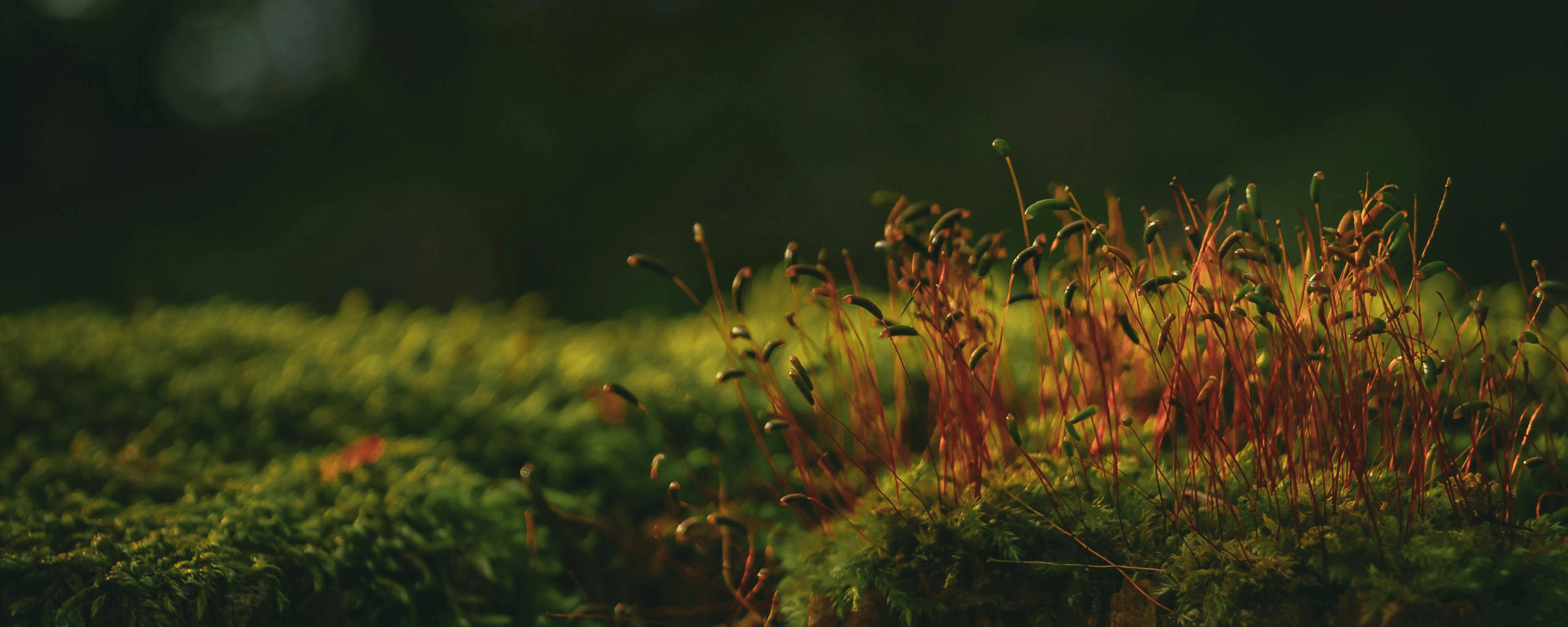 Feine grüne Polster bedecken feuchten Untergrund, winzige Strukturen wirken wie eine weiche Landschaft. Foto: Lana Kravchenko, Pexels