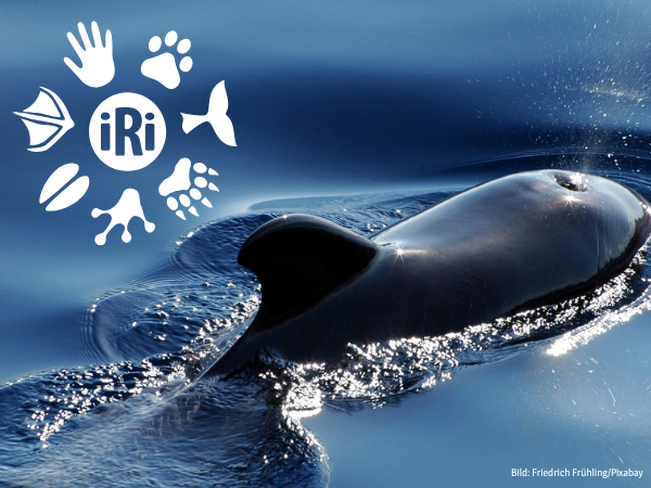 Ein Wal taucht durch das blaue Meer, im Vordergrund das Logo der Individual Rights Initiative (IRI).