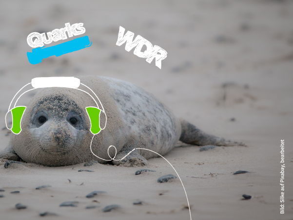 Im Hintergrund eine Robbe am Strand mit gezeichneten Kopfhörern. Gezeichnete Logos von Quarks und WDR sichtbar.