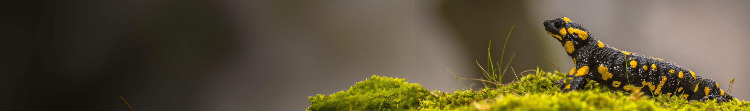 Ein Feuersalamander ruht auf leuchtend grünem Moos, der Hintergrund weich verschwommen. Das Bild steht sinnbildlich für die stille Präsenz gefährdeter Arten und den Wert intakter Lebensräume. Foto: CreativeNature_nl / Getty Images