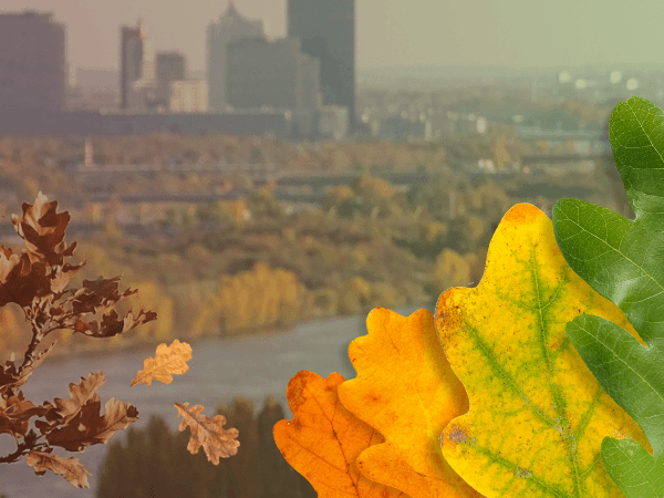 Collage zum Rights of Nature Day in Wien: Eine Naturlandschaft an der Donau mit Eichenbaum wird von Eichenblättern in verschiedenen Farben überlagert. Sie symbolisieren den Wechsel der Jahreszeiten zur Tag-und-Nacht-Gleiche am 23. September.