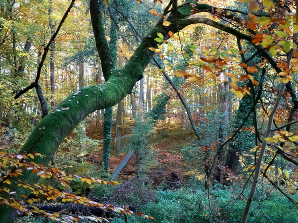 Bunte Herbstfarben prägen diese Mischwald-Waldlandschaft. Das Bild von Hans-Ulrich Zabel fängt die Schönheit der Natur im Herbst ein.