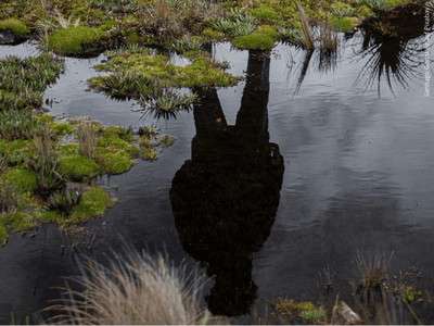 Kimsacocha-Lagune mit natürlicher Vegetation, Schatten einer Person im Wasser sichtbar, typische Flora des ecuadorianischen Páramo. Foto: Santiago Gonzalez auf Pixabay