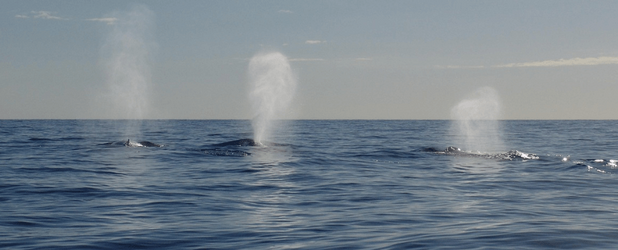 Das Motiv verweist im Kontext des Artikels auf die Rettungssituation des gestrandeten Wals und auf die gesellschaftliche Verantwortung, Natur und Tiere als schützenswerte Rechtssubjekte wahrzunehmen.