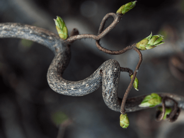Illustration einer grünen Ranke, symbolisch für Rechte der Natur, zum Vernetzungstreffen am 2. Oktober 2025 in Hannover. Bericht und Rückblick über Austausch, Projekte und Perspektiven im Netzwerk.