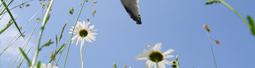 Rechte der Natur – Ein Vortrag von Dr. Peter C. Mohr Das Bild zeigt eine Möwe, die über eine Wiese mit Gänseblümchen fliegt. Es verweist auf die Veranstaltung „Helfen eigene Rechte der Natur dem Überleben der Menschheit auf unserem gefährdeten Planeten?“ am 11.02.2025 um 17:00 Uhr im Hörsaal der Universität