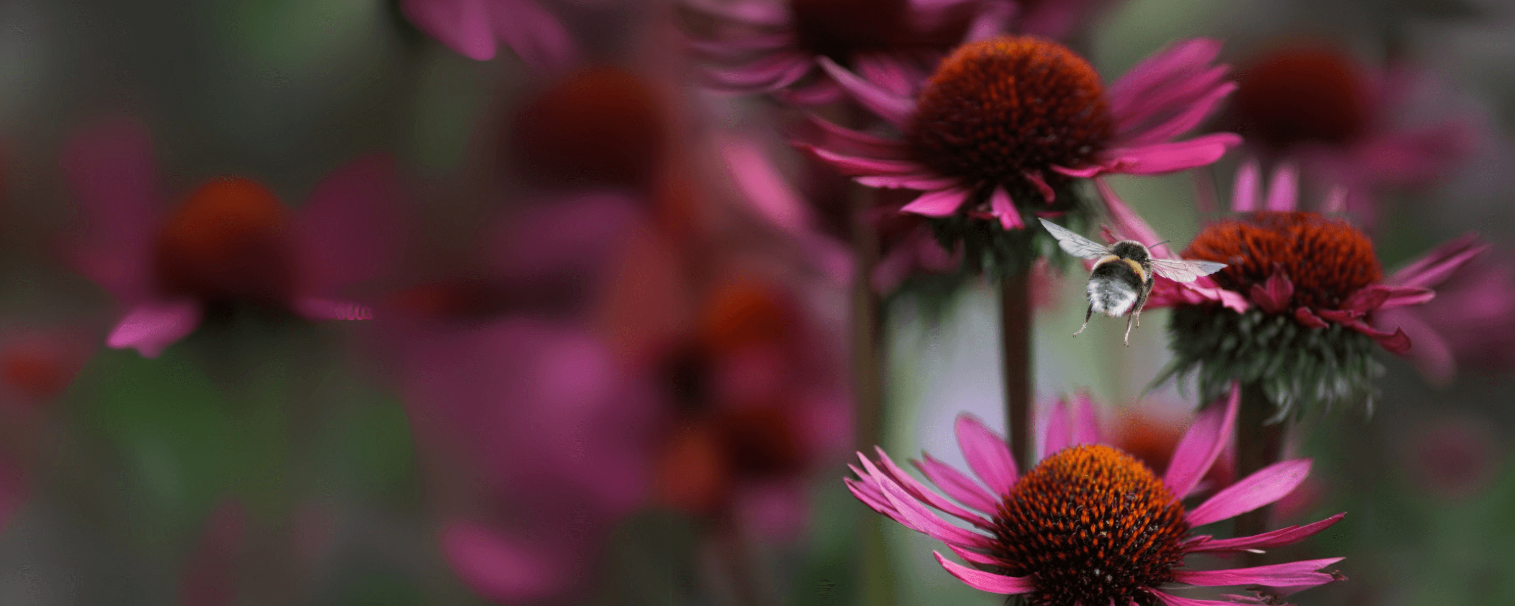Eine Hummel schwebt im Flug vor kräftig magentafarbenen Wildblumen, umgeben von natürlichem Licht und Weichzeichnung im Hintergrund. Wir setzen uns für eine Zukunft ein, in der die Natur eigene Rechte hat – sichtbar, spürbar, wirksam.