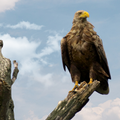 Sitzender Adler – Symbol für Vision Majestätischer Adler sitzt ruhig und wachsam, symbolisiert klaren Weitblick und fokussierte Zukunftsvision. Foto: Prof. (em.) Dr. Hans-Ulrich Zabel.