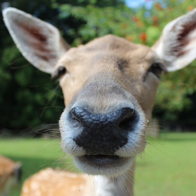Ein Damhirsch schaut uns direkt an – als wollte er sagen: Ich bin nicht Objekt, sondern Mitgeschöpf. Die Natur hat ein Recht auf Leben, Unversehrtheit und Achtung. Setzen Sie sich mit uns für die Rechte der Natur ein – werden Sie Mitglied.