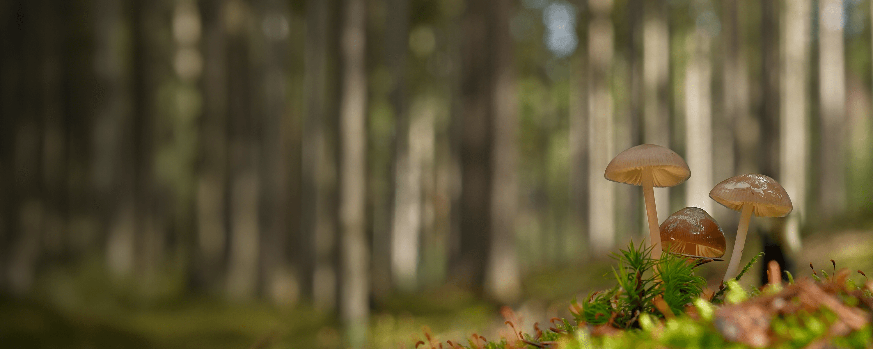 Unsere Veranstaltungen setzen sich für die Rechte der Natur ein – für den Schutz und die Anerkennung aller Lebewesen und Ökosysteme. Das Bild der Lamellenpilze steht für die verborgenen, aber essenziellen Verbindungen im Wald, die wir bewahren wollen.