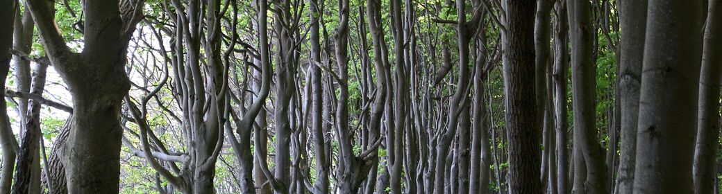 Rechte der Natur und Politik - Netzwerktreffen