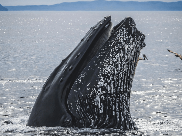 Das Bild verdeutlicht die unmittelbare Begegnung mit einem einzelnen Lebewesen und steht im Kontext des Artikels für die emotionale Beziehung zwischen Mensch und Natur sowie