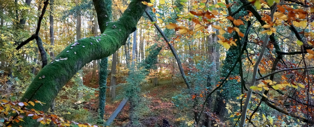 Das Foto zeigt eine herbstliche Mischwald-Waldlandschaft mit leuchtenden Gelb-, Orange- und Rottönen. Ein stimmungsvolles Bild von Hans-Ulrich Zabel.