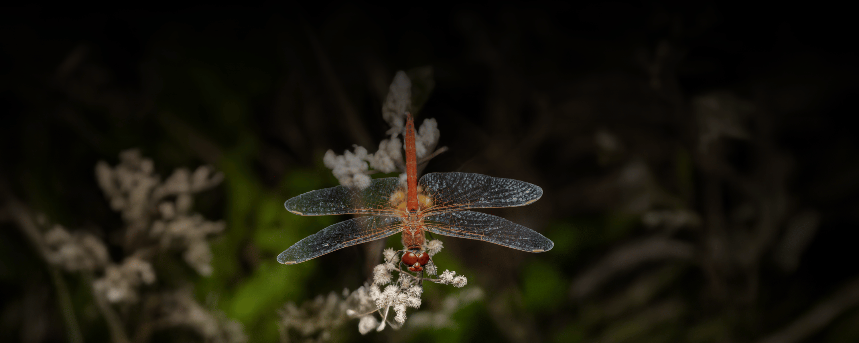 Logo der Europäischen Bürgerinitiative „Rights for Nature“ mit einer orangefarbenen Libelle.