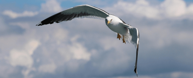Ein Vogel gleitet frei durch die Luft und steht sinnbildlich für den Rückenwind, den BürgerInnen in Deutschland den Rechten der Natur geben.