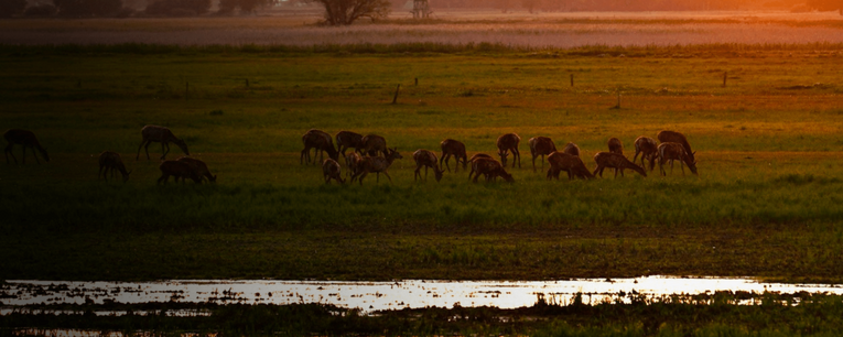 Eine Gruppe von Rehen (Rotwild) zieht in der Abendsonne über eine Wiese, umgeben von warmem Licht und friedlicher Natur.  Foto: Prof. (em.) Dr. Hans-Ulrich Zabel