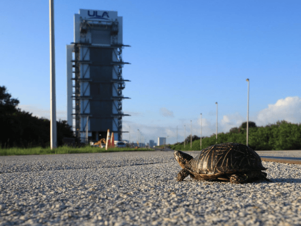 Schildkröte auf dem Gelände nahe der Cape Canaveral Space Force Station, Startort der NASA Artemis II Mission. Quelle: NASA.