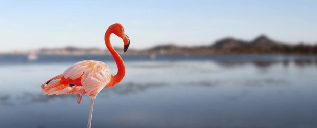 Flamingos an der Mar Menor in Murcia, Spanien. Die Lagune gilt als erstes Ökosystem Europas mit eigener Rechtspersönlichkeit und steht 2026 vor Gericht.