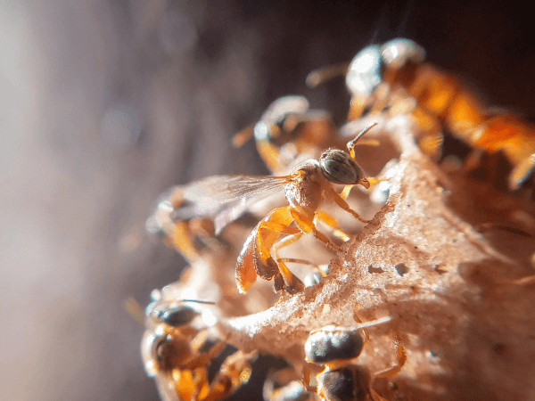 Angelitos-Biene (Tetragonisca angustula), stachellos. Diese Art hat in Peru offiziell Rechte auf Leben, Regeneration und Schutz erhalten.