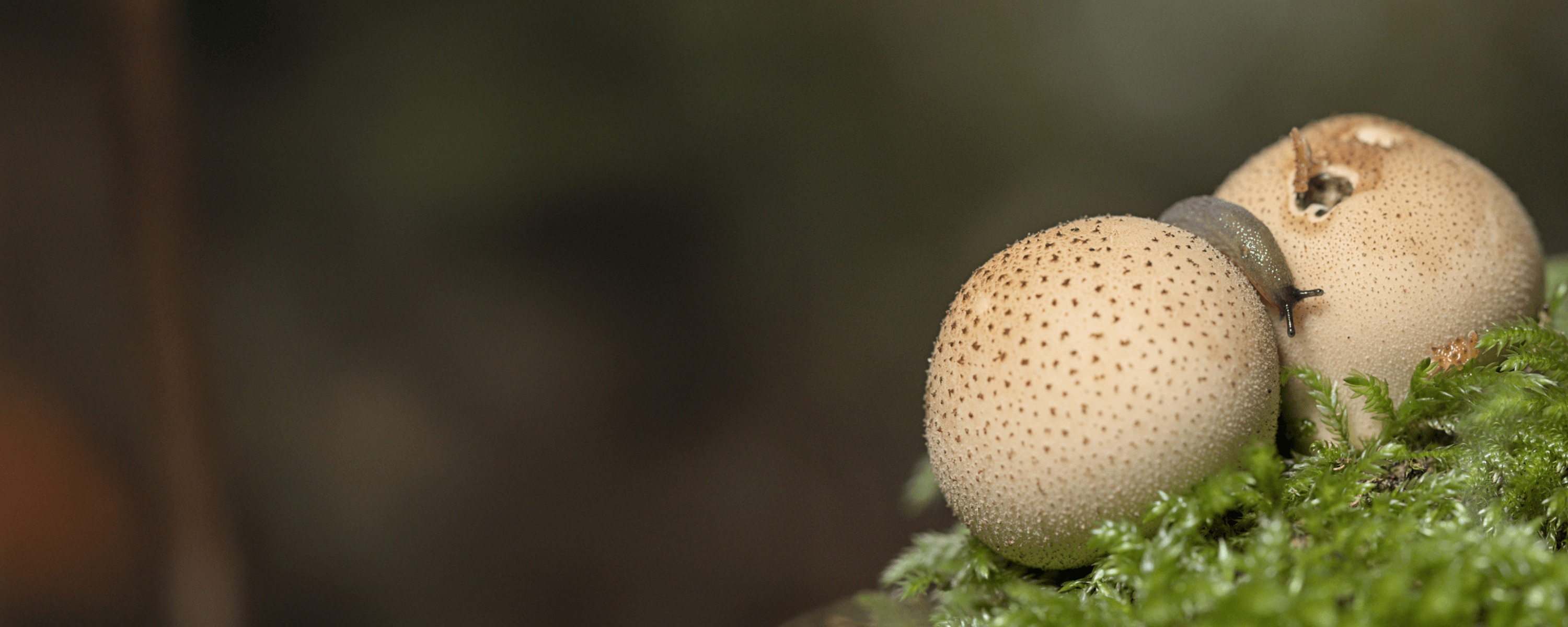 Ein Stäubling-Pilz wächst inmitten einer grünen Wiese – Symbolbild für natürliche Kreisläufe. Titelbild des Veranstaltungsarchivs des Netzwerks Rechte der Natur.