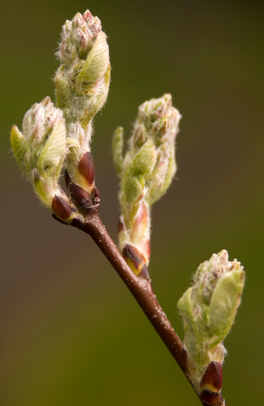 Knospen am Baum – Ursprung des Netzwerks Zarte Knospen an einem Baumzweig vor weichgezeichnetem Hintergrund symbolisieren den Anfang und die Entstehung des Netzwerks Rechte der Natur. Aus kleinen Impulsen wächst eine Bewegung, die sich für die Rechte der Natur stark macht. Foto: cpsnell / Getty