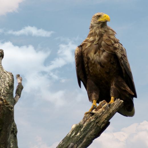 Sitzender Adler – Symbol für Vision Majestätischer Adler sitzt ruhig und wachsam, symbolisiert klaren Weitblick und fokussierte Zukunftsvision. Foto: Prof. (em.) Dr. Hans-Ulrich Zabel.