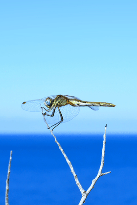 Die Libelle ist das Symbol der Initiative „Rights for Nature“. Die Lagune Mar Menor ist seit 2022 als Rechtsperson anerkannt und ein europäisches Vorbild für die Rechte der Natur.