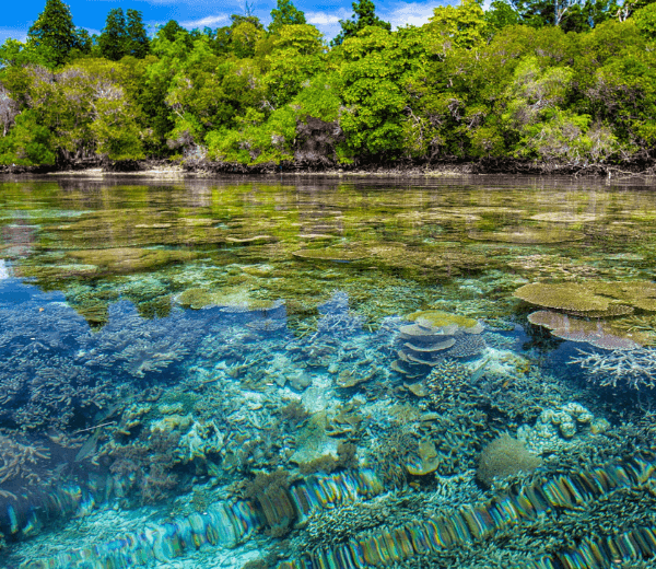 Blick durch seichtes, klares Wasser auf ein farbenfrohes Korallenriff. Im Hintergrund eine üppige Küstenlandschaft mit Mangroven, Bäumen und Sandstrand. (Foto: Kanenori / Pixabay)