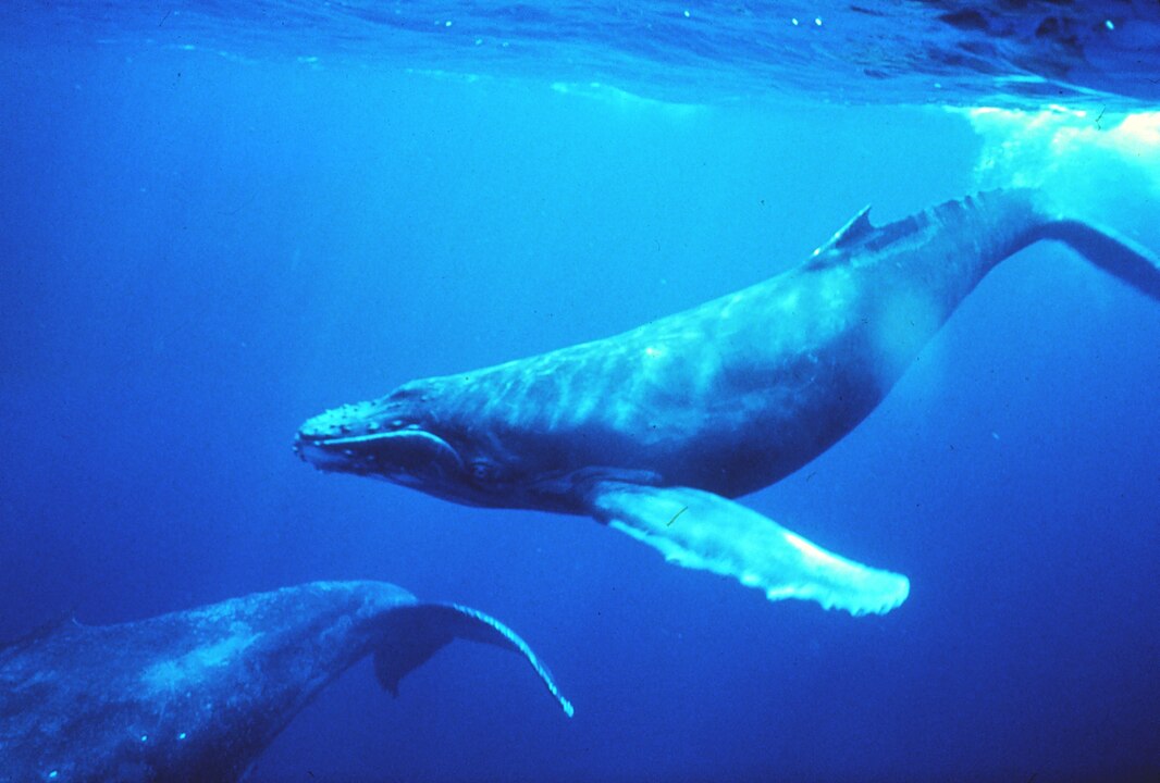 Von Dr. Louis M. Herman. - NOAA Photo Library: sanc0602, Gemeinfrei, https://commons.wikimedia.org/w/index.php?curid=79946
